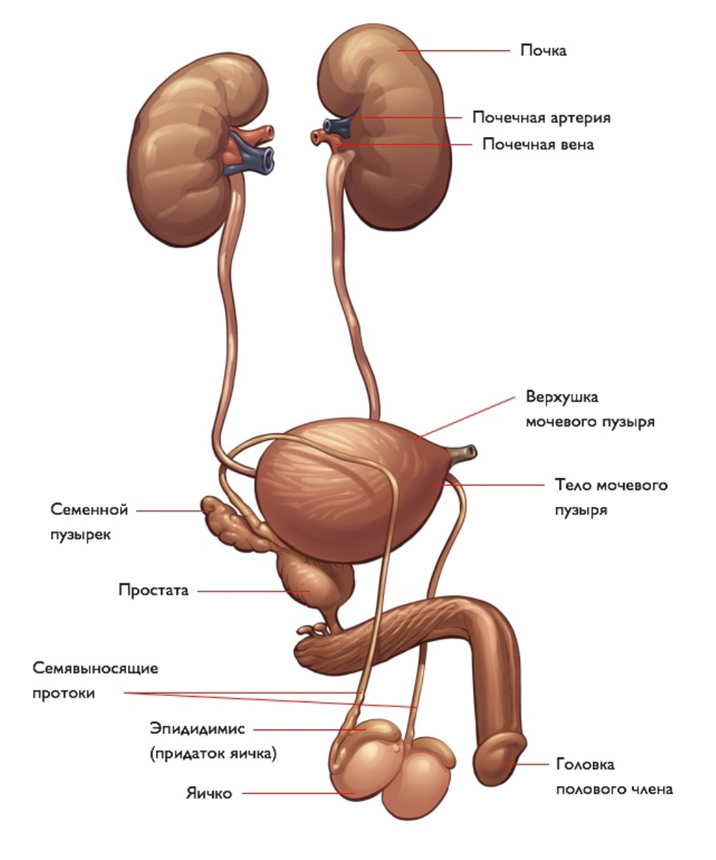 Простата яиц. Мочевыделительная система анатомия человека схема. Строение мужской выделительной системы. Мочевая система схема почка мочеточник. Анатомия мочеполовой системы женщины схема.